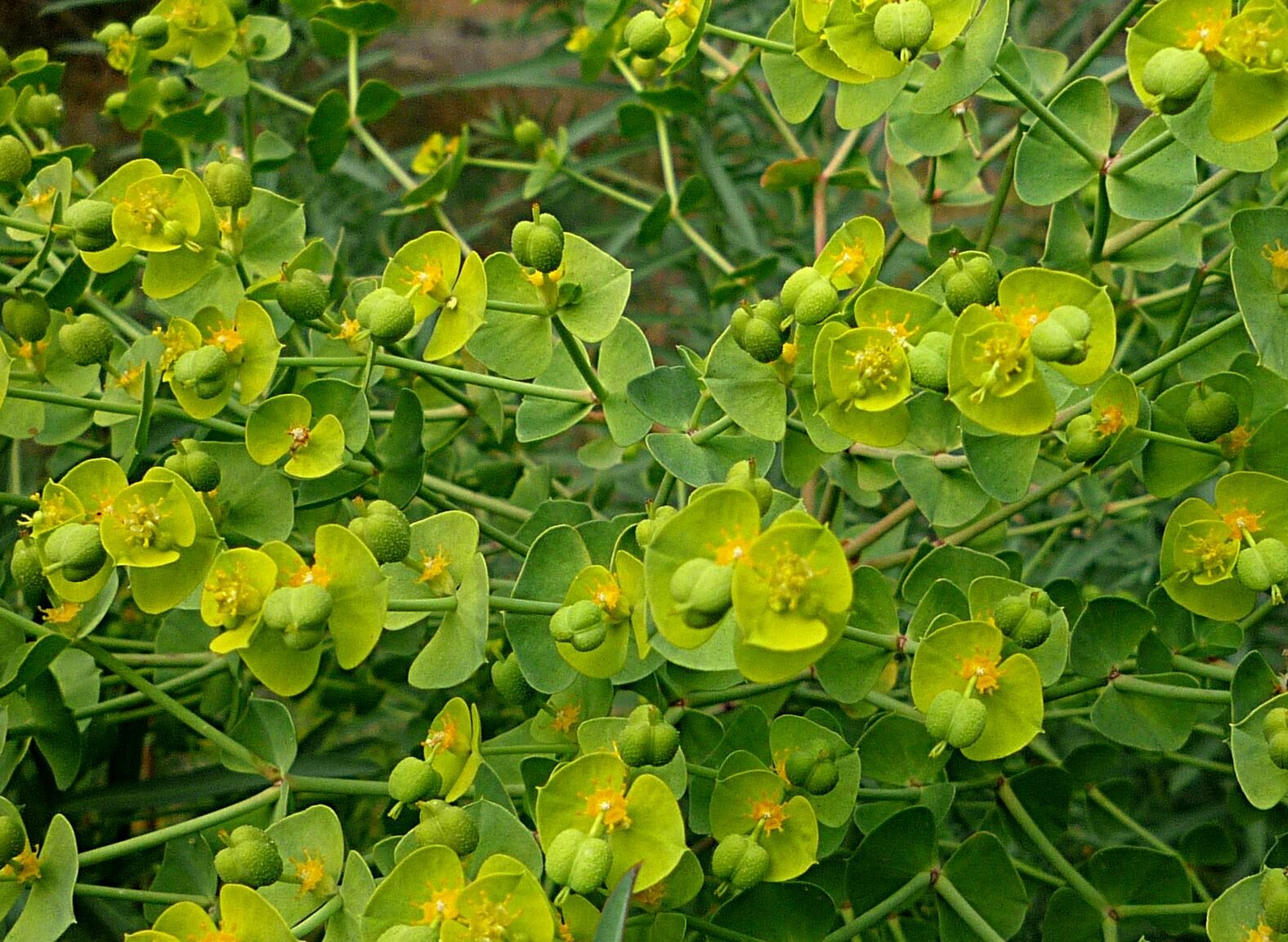 High Resolution Euphorbia dendroides Flower